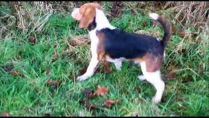 Les beagles du Rallye de Beauport 1er janvier 2015