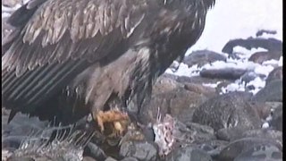 Bella Coola Natural History: Bald Eagle, Common Goldeneye, Common Raven