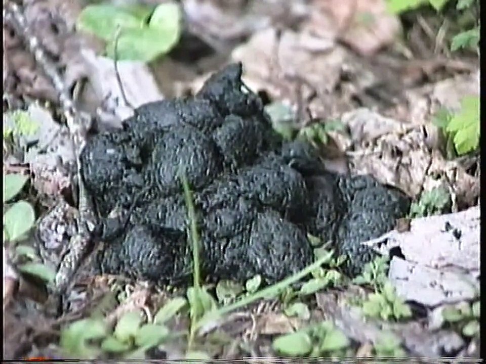 Bella Coola Natural History: Fox, Pied-billed Grebe, Deer, Black Bear, Grizzly Bear