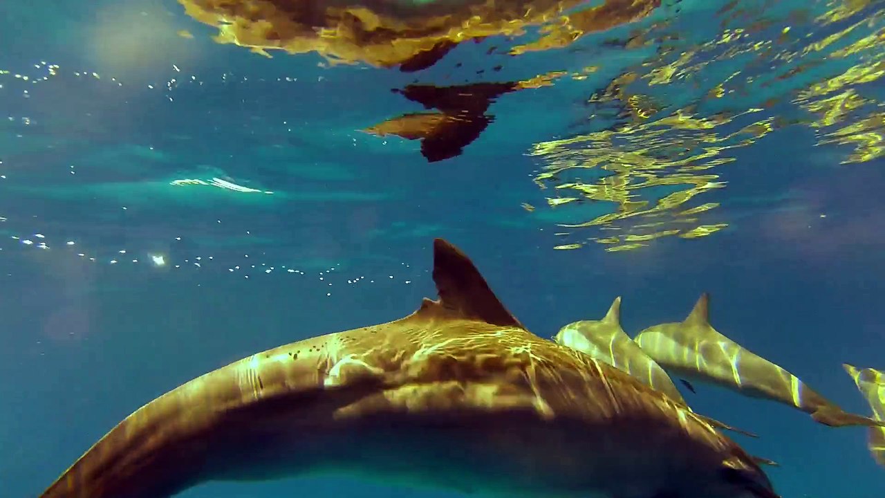 Dauphins Egypte Sataya