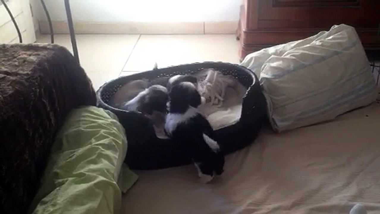 Bébés Shih-tzu semeurs de rêves "J"