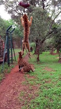 Tiger Jumping To Catch Meat In Slow Motion Is Glorious