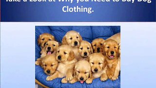 why you need to buy your dog clothing