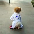 petit chien qui marche à 2 pattes avec un costume d'Elvis Presley