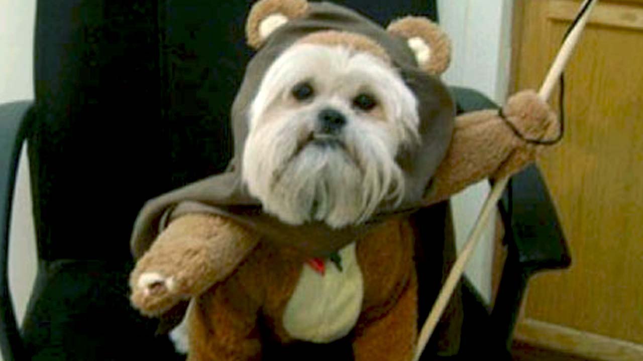 Les Chiens déguisés en Ewoks de Star Wars !