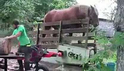 Horse And Wood Cutting Machine (Video @ Hamariweb.com)_mpeg4