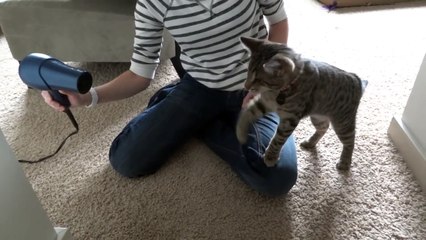 Chaton se bat contre le sèche cheveux !