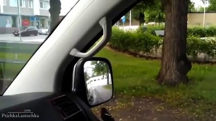 Quand les animaux découvrent leur reflet dans le miroir