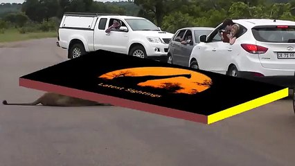 Un lion montre pourquoi les touristes feraient bien de rester dans leur voiture !