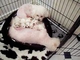 Bichon Frise Pups and Poor Dora's False Pregnancy