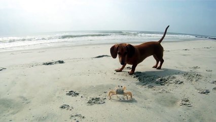 Mon chien qui rencontre un crabe