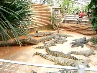 la ferme aux crocodiles pierrelatte