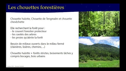 Les rapaces nocturnes de France : de la diversité des espèces aux enjeux de leur préservation (cycle Les oiseaux 3/4)