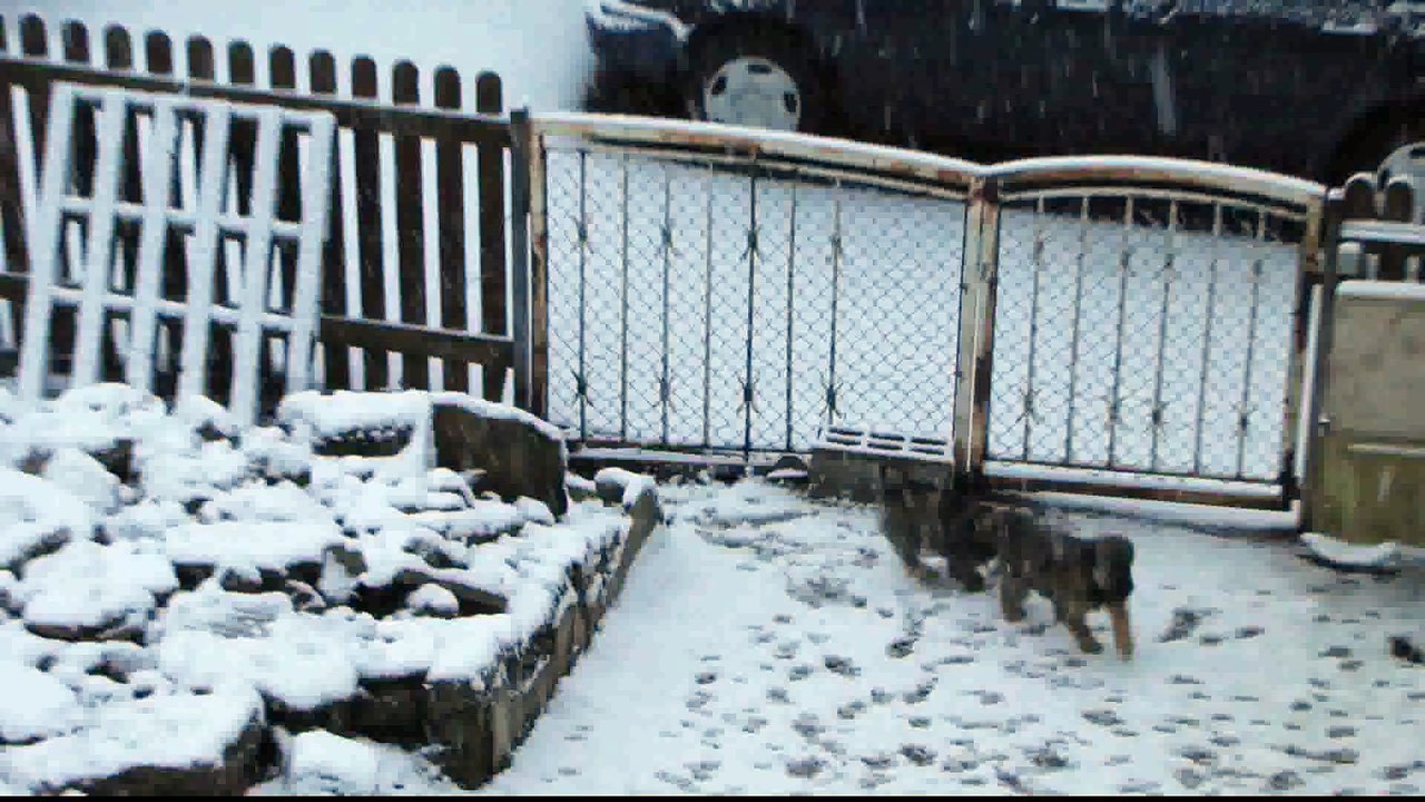 Chiots Fiby 2014-12-27