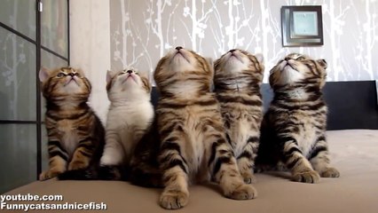 Funny Cats Choir  ( Dancing Chorus Line of Kittens )