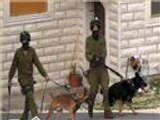 الكلاب البوليسية.. أحدث عقوبات الاحتلال ضد أطفال فلسطين