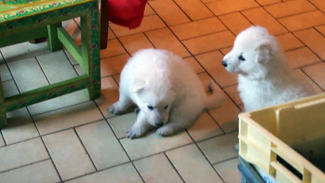 Bergers blancs 1 mois