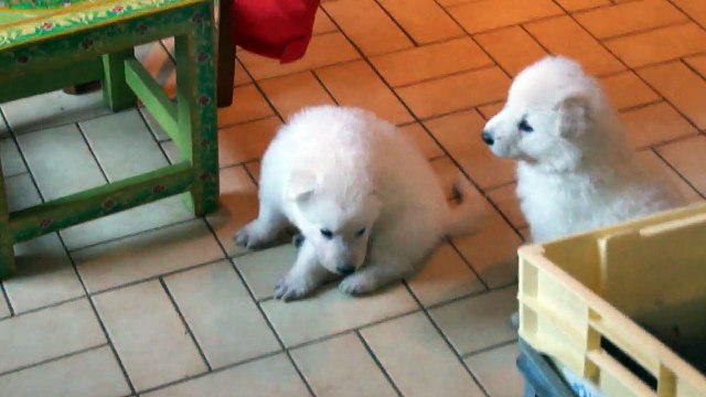 Bergers blancs 1 mois