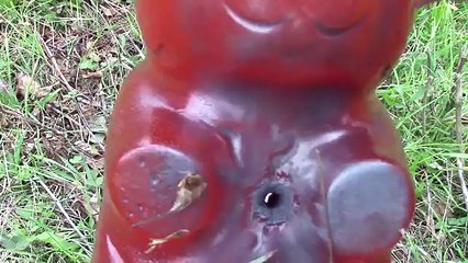 Liquid Nitrogen Cooled Gummy Bear vs. 12 Gauge