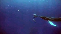 Humpback Whale Chasing Dolphins in Hawaii- Amazing Encounter