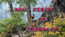 DAĞ KEÇİSİ VE TOROSLAR