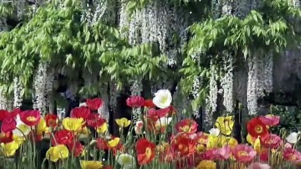 flowers of our life...