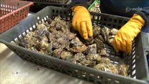 Le grand rush pour les ostréiculteurs (Vendée)