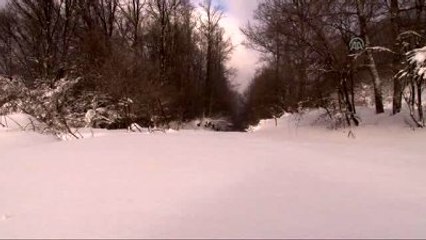 Bursa'da Yaban Hayvanları İçin Doğaya Yem Bırakıldı