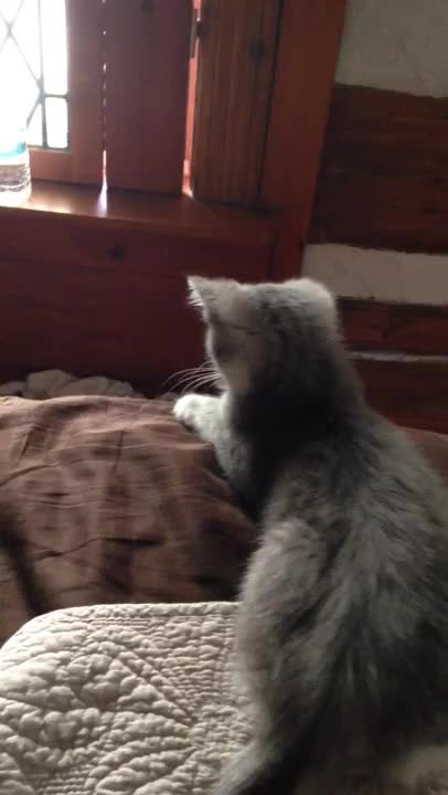 Kitten refuses to let puppy on bed