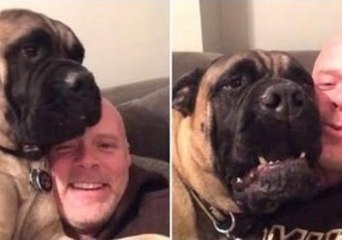 Norman the Bullmastiff Hates Christmas Almost as Much as His Owner's Singing