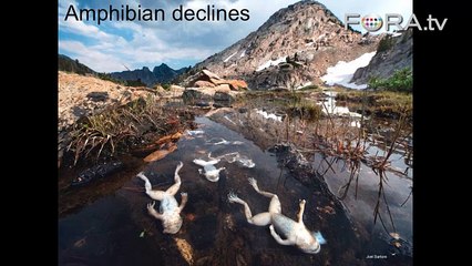 Species Extinction: A Global Amphibian Epidemic