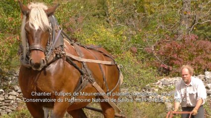 Tulipes de Maurienne, Serpolière, Saint Julien Montdenis, oct 2014