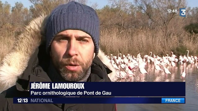 Splendide parade nuptiale des flamants roses de Camargue