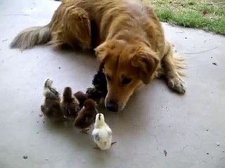 Dog Adopts 10 Baby Chicks