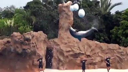 Amazing dolphan must watch nice team work