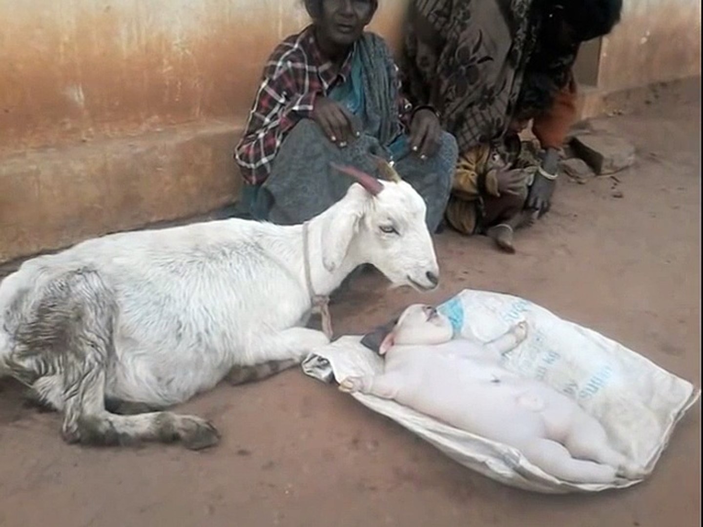 Goat Gives Birth To Human Looks Like BABY in India Mysore Exclusive - Dailymotion