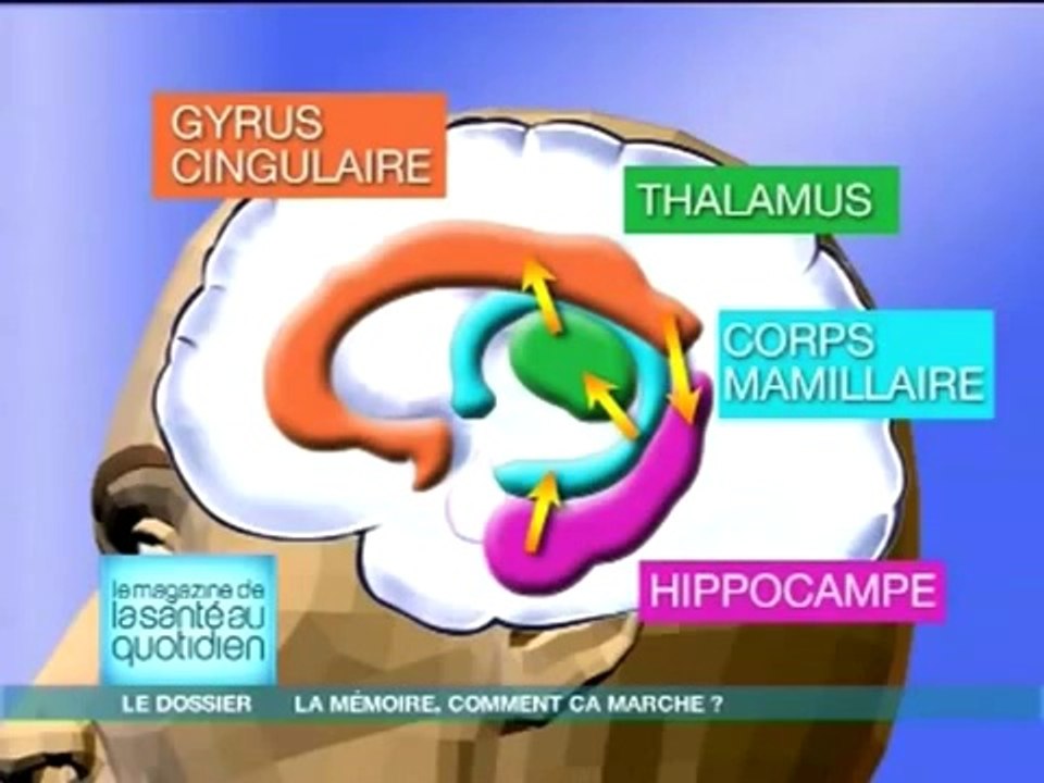La mémoire comment çà marche ?