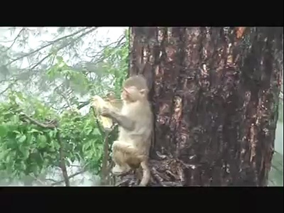 Monkeys