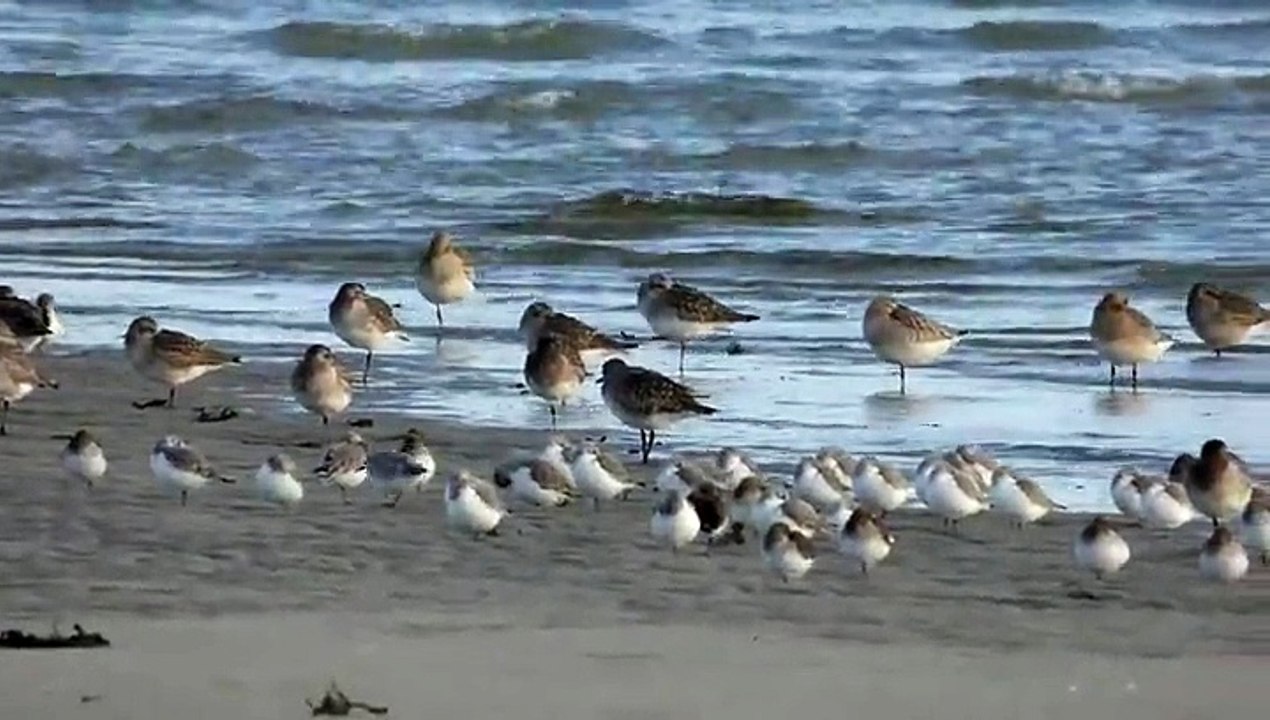 OISEAUX JAN 2015