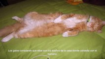 Curiosidades de los Gatos