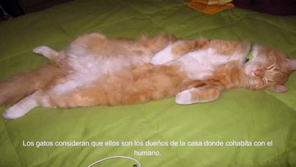 Curiosidades de los Gatos
