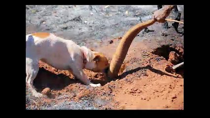 The Aboriginals' Female Hunter Society