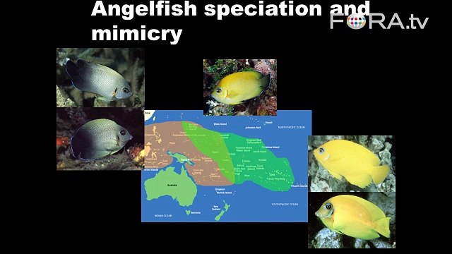 Coral Reef Competitive Advantage Through Mimicry