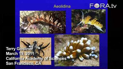 The Evolution of Aeolidina: Sea Slug Turns Prey to Poison