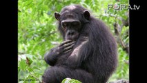 Did Chimps and Humans Inherit Common Social Behaviors?