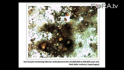 The Oldest Living Organism? 500,000-Year-Old Bacteria