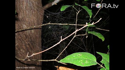 The Assassin: A Spider That Actively Hunts Other Spiders