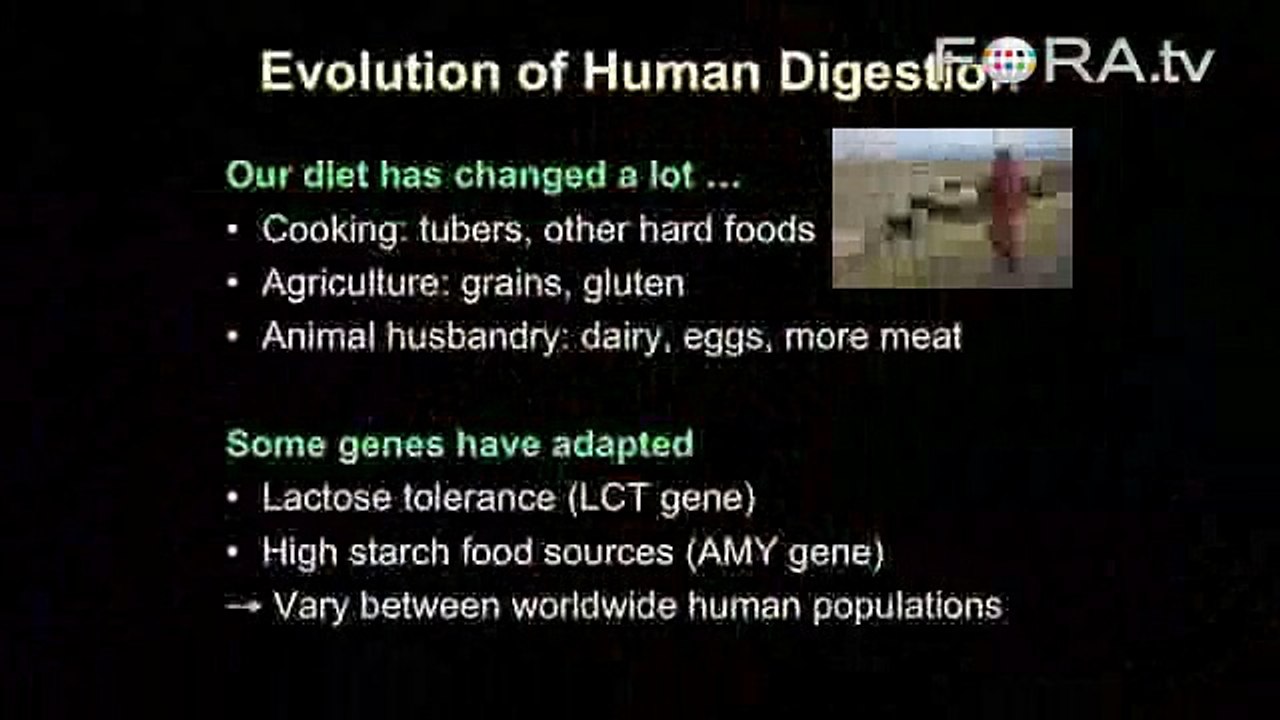 Lactose Intolerance and the Evolution of Human Digestion