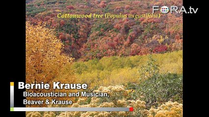 Dr. Krause Discovers a Singing Cottonwood Tree