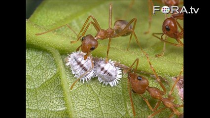 The Secret Life of Ants